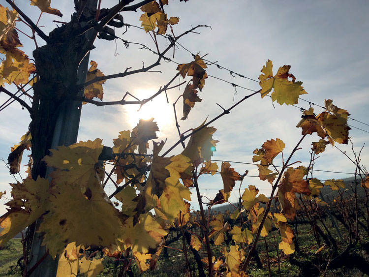 Montilla and all it stands for