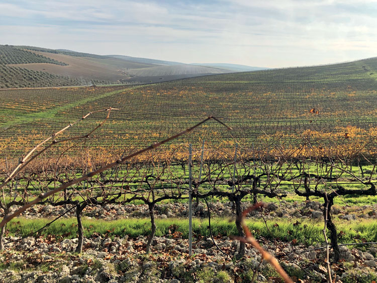 Montilla and all it stands for